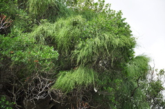 Ephedra foeminea