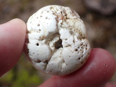 Dendropoma corrodens