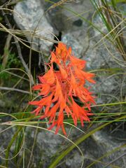 Disa ferruginea
