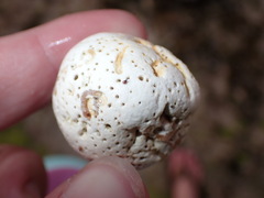 Dendropoma corrodens