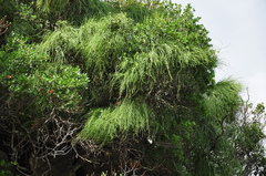 Ephedra foeminea