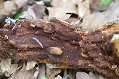 Fuscoporia ferruginosa