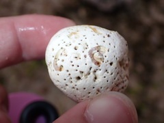 Dendropoma corrodens