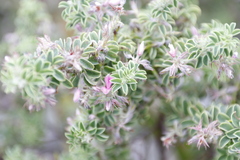 Indigofera candolleana
