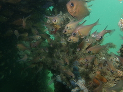 Pempheris klunzingeri