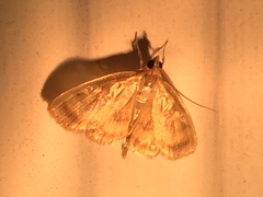 Crocidophora tuberculalis