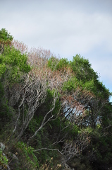 Euphorbia dendroides