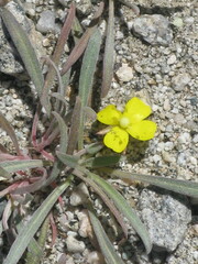 Camissoniopsis