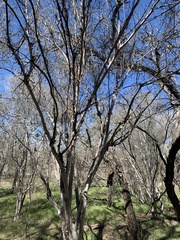 Acer grandidentatum