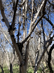 Acer grandidentatum