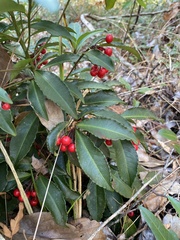 Ardisia crenata