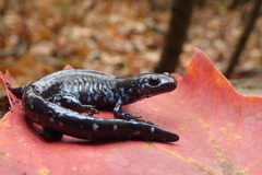Ambystoma laterale