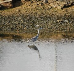 Ardea cinerea