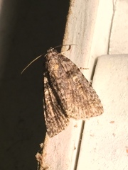 Acronicta increta