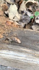 Deroceras reticulatum