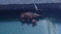 Curculionidae