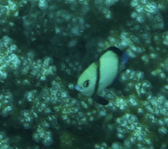 Dascyllus reticulatus