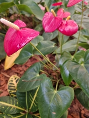 Anthurium andraeanum