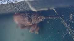 Curculionidae