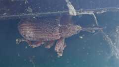 Curculionidae