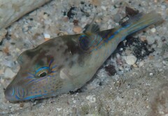 Canthigaster rostrata