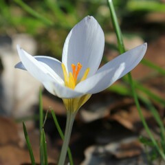 Crocus biflorus