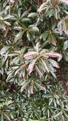 Pieris japonica
