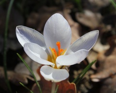 Crocus biflorus