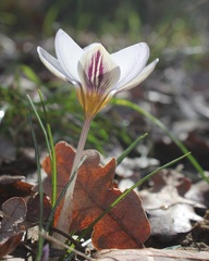 Crocus biflorus