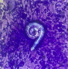Nematoda
