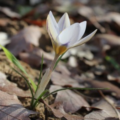 Crocus biflorus