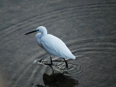 Egretta garzetta
