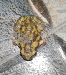 Uperodon systoma