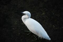 Egretta garzetta