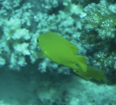 Pomacentrus moluccensis