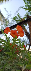 Campsis