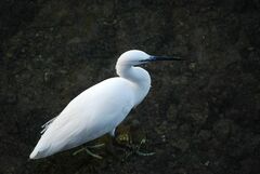 Egretta garzetta