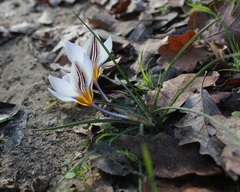 Crocus biflorus