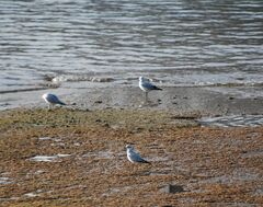 Ichthyaetus melanocephalus