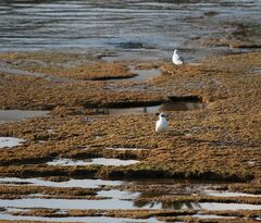 Ichthyaetus melanocephalus