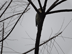Melanerpes aurifrons