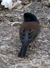 Junco hyemalis oreganus