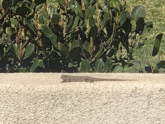 Sceloporus occidentalis