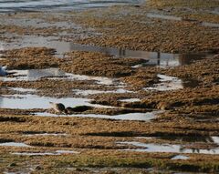 Pluvialis squatarola