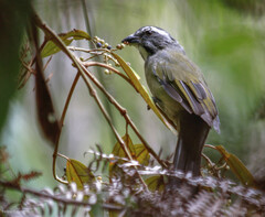 Saltator similis