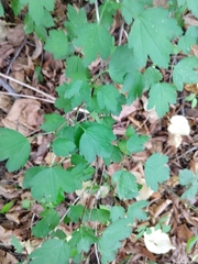 Ribes alpinum
