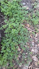 Tauschia kelloggii