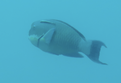 Chlorurus microrhinos