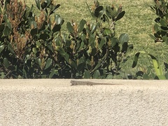 Sceloporus occidentalis