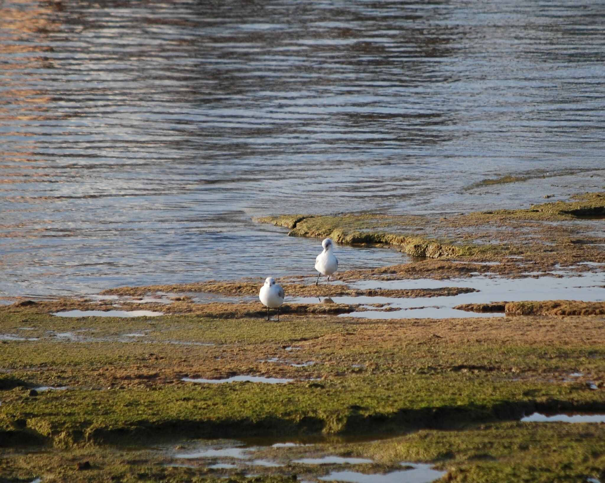 Gaviota cabecinegra